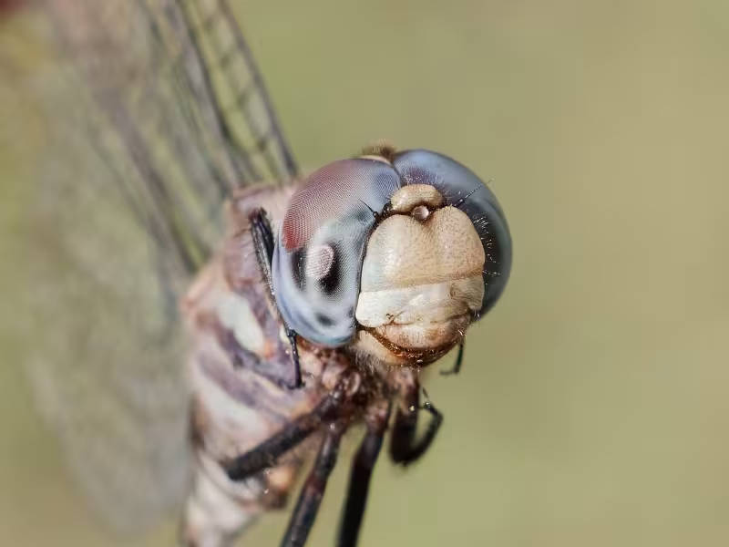 Pale-faced Clubskimmer, Male, Wet Beaver Creek, Yavapai, AZ, 17 September 2026