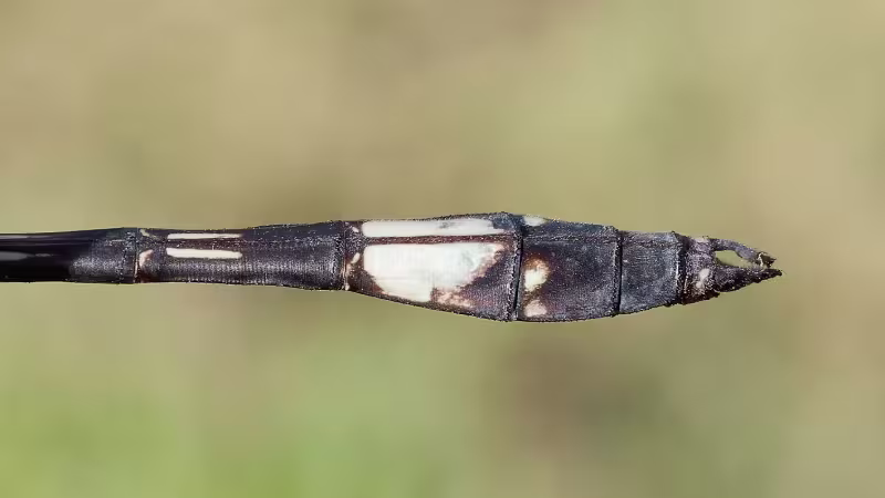 Pale-faced Clubskimmer, Male appendages, Wet Beaver Creek, Yavapai, AZ, 17 September 2026