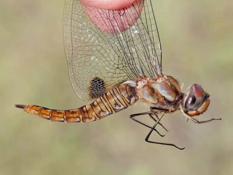 Spot-winged Glider, Female, Wet Beaver Creek, Yavapai, AZ, 17 September 2026