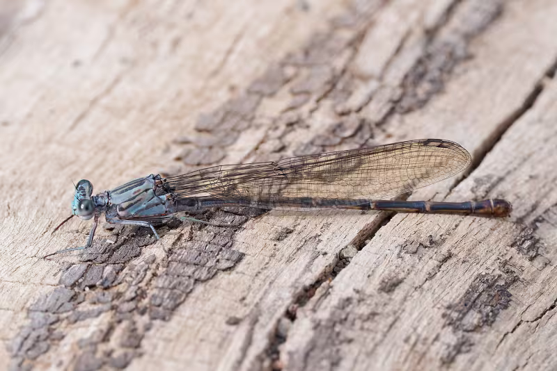 Sooty Dancer, Blue Female, Web Beaver Creek, Yavapai, AZ, 17 September 2026