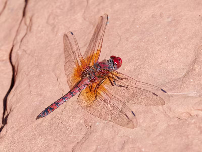 Red Rock Skimmer, Male, Wet Beaver Creek, Yavapai, AZ, 18 September 2026