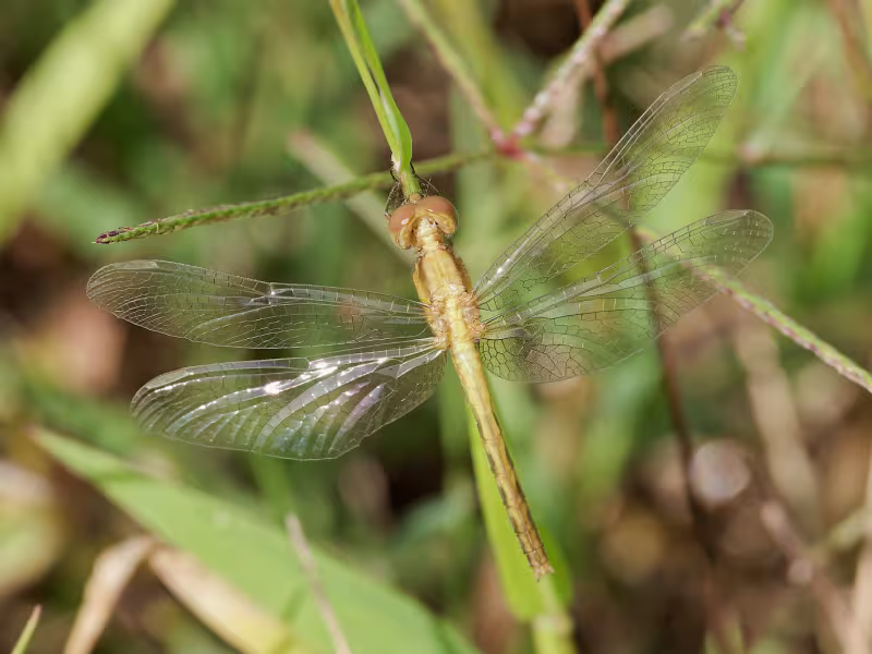 Plateau Dragonlet, Teneral Female, Bubbling Ponds Hatchery, Yavapai, AZ, 21 September 2026