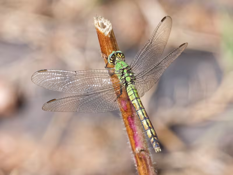 Western Pondhawk, Female, Bubbling Ponds Hatchery, Yavapai, AZ, 21 September 2026