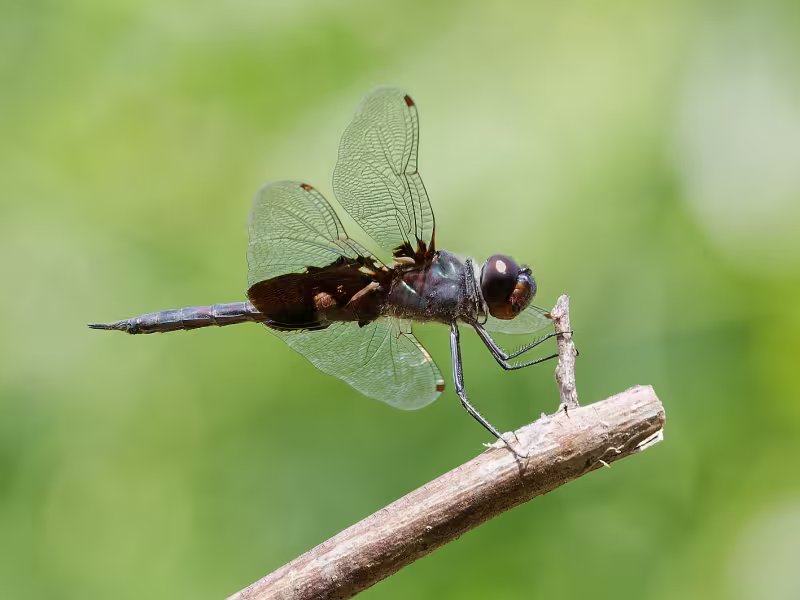 Black Saddlebags, Male, Bubbling Ponds Hatchery, Yavapai, AZ, 21 September 2026