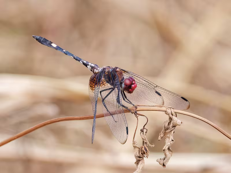 Checkered Setwing, Male, Bubbling Ponds Hatchery, Yavapai, AZ, 21 September 2026