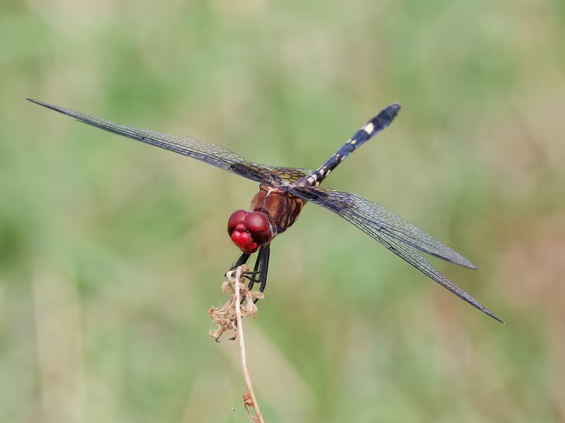 Checkered Setwing, Male, Bubbling Ponds Hatchery, Yavapai, AZ, 21 September 2026