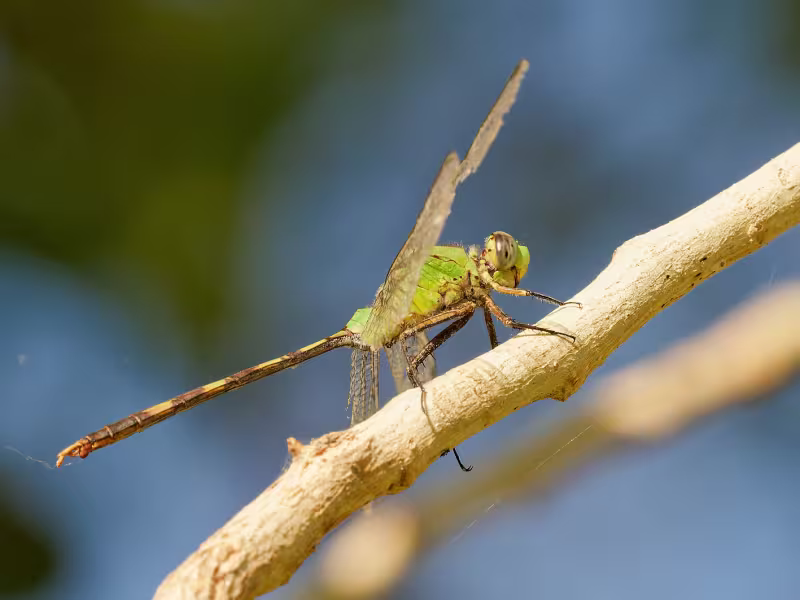Great Pondhawk, Female, Higley Road Ponds, Gilbert, Maricopa, AZ, 27 September 2026