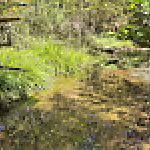 Lower Camp Creek
